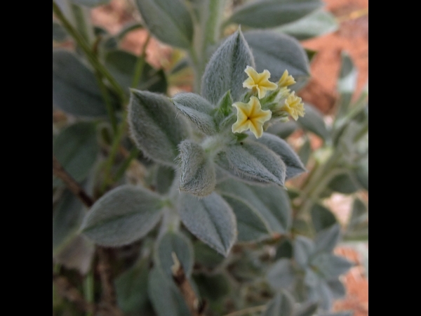 Heliotropium; H. ovalifolium
Grey-leaf Heliotrope (Eng)
Trefwoorden: Plant;Boraginaceae;Bloem;geel;wit