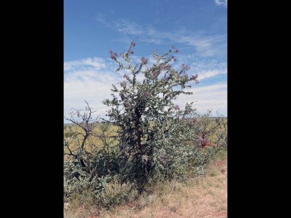 Acacia inaequilatera
Fire Wattle, Kanji Bush (Eng)
Trefwoorden: Plant;Boom;Fabaceae