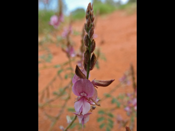 Indigofera boviperda
Keywords: Plant;Fabaceae;Bloem;roze