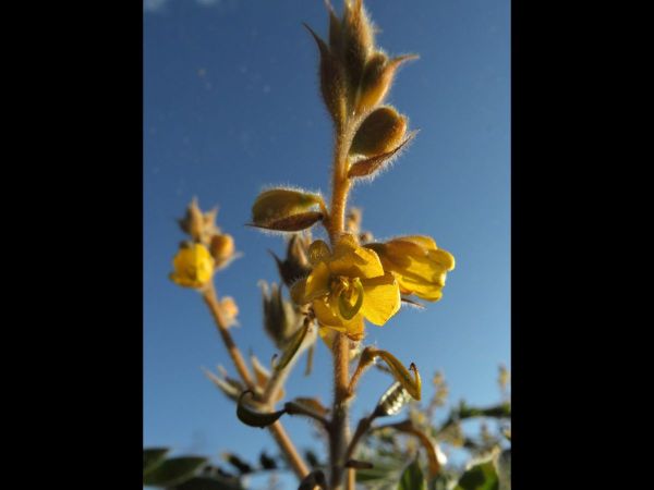 Senna notabilis
Cockroach Bush (Eng)
Trefwoorden: Plant;Fabaceae;Bloem;geel