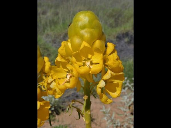 Senna venusta
Graceful Cassia (Eng)
Trefwoorden: Plant;Fabaceae;Bloem;geel