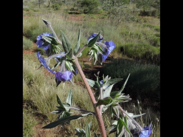 Trichodesma zeylanicum
Cattle Bush (Eng)
Trefwoorden: Plant;Boraginaceae;Bloem;blauw