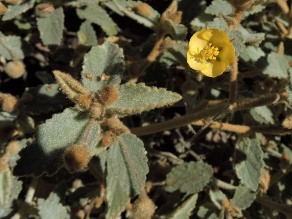 Corchorus walcottii
Woolly Corchorus
Trefwoorden: Plant;Malvaceae;Bloem;geel
