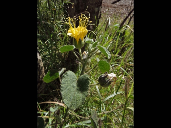 Abutilon; A. cunninghamii
Keywords: Plant;Malvaceae;Bloem;geel