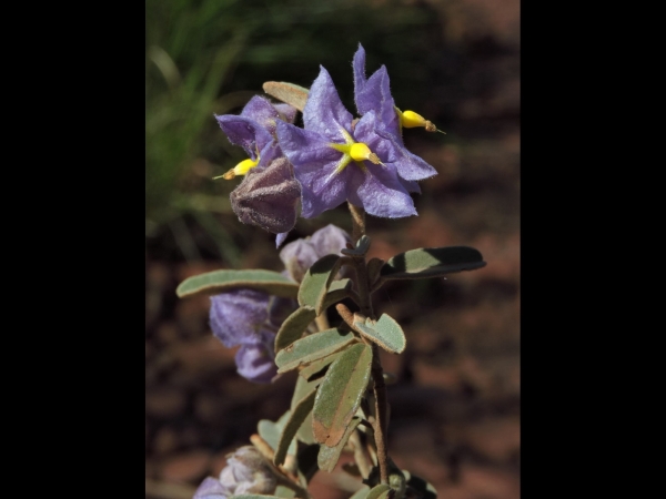 Seringia velutina
Showy Firebush (Eng)
Trefwoorden: Plant;Malvaceae;Bloem;blauw;purper