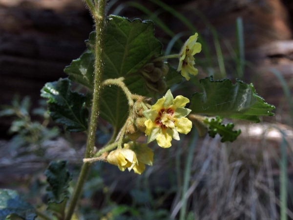 Androcalva luteiflora
Yellow-Flowered Rulingia (Eng)
Keywords: Plant;Malvaceae;Bloem;geel
