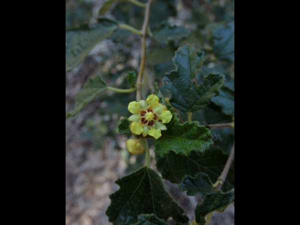 Androcalva luteiflora
Yellow-Flowered Rulingia (Eng)
Keywords: Plant;Malvaceae;Bloem;geel