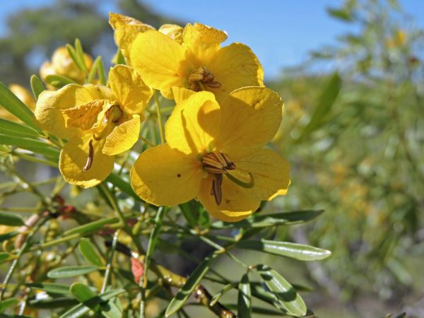 Senna glutinosa glutinosa
Sticky Cassia (Eng)
Trefwoorden: Plant;Fabaceae;Bloem;geel