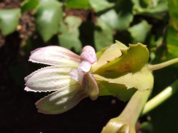 Velleia connata
Cup Velleia (Eng)
Trefwoorden: Plant;Goodeniaceae;wit;groen
