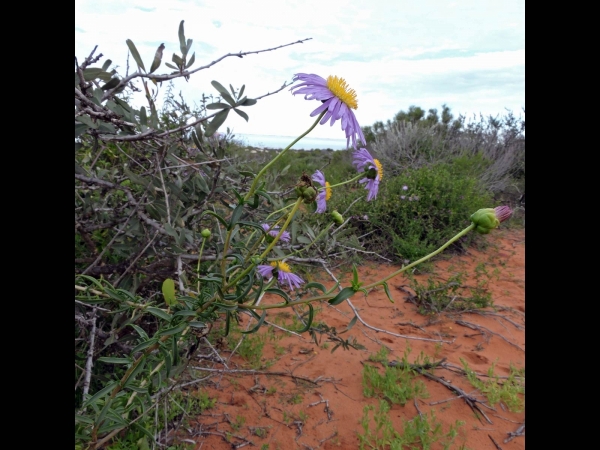 Pembertonia latisquamea
Shark Bay Daisy (Eng)
Trefwoorden: Plant;Asteraceae;Bloem;purper;blauw;klimplant;kustplant