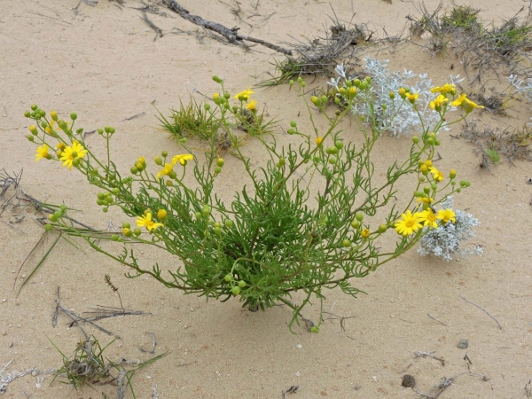 Senecio pinnatifolius pinnatifolius
Variable Groundsel (Eng)
Trefwoorden: Plant;Asteraceae;Bloem;geel