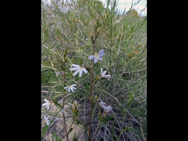 Scaevola; S. thesioides
Gibbous-Fruited Scaevola (Eng) 
Trefwoorden: Plant;Goodeniaceae;Bloem;blauw;wit
