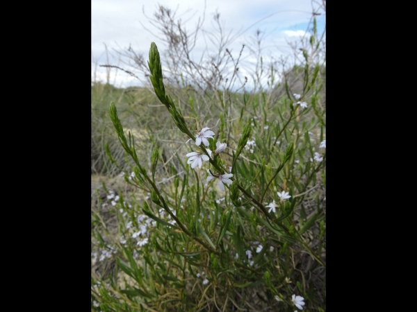 Scaevola thesioides
Gibbous-Fruited Scaevola (Eng) 
Trefwoorden: Plant;Goodeniaceae;Bloem;blauw;wit