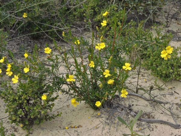 Hibbertia hypericoides
Yellow Buttercups (Eng)
Trefwoorden: Plant;Dilleniaceae;Bloem;geel