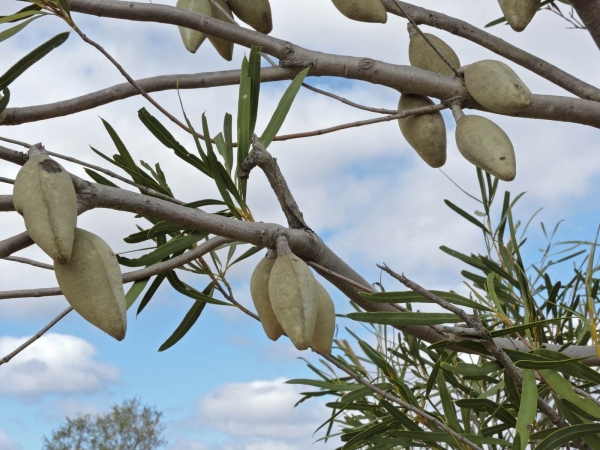 Xylomelum angustifolium
Sandplain Woody Pear (Eng) - fruit
Trefwoorden: Plant;Boom;Proteaceae;vrucht