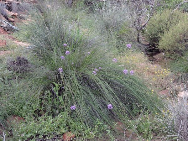 Sowerbaea laxiflora
Purple Tassels (Eng)
Trefwoorden: Plant;Asparagaceae;Bloem;purper;violet
