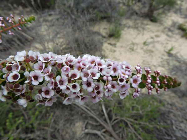 Scholtzia uberiflora
Trefwoorden: Plant;Myrtaceae;Bloem;roze;wit