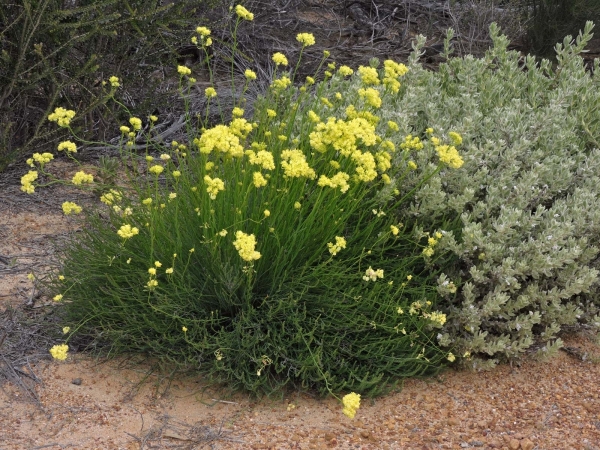 Glischrocaryon aureum
Common Popflower (Eng)
Trefwoorden: Plant;Haloragaceae;Bloem;geel
