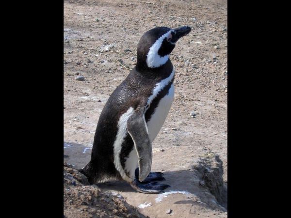 Spheniscus magellanicus
Magellanic Penguin (Eng) Magelhaenpinguïn (Ned)
Trefwoorden: Bird;Sphenisciformes;Spheniscidae