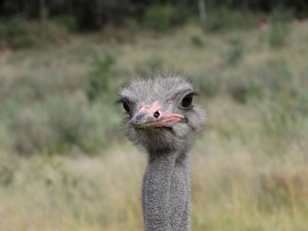 Struthio camelus
Ostrich (Eng) Struisvogel (Ned) Volstruis (Afr)
Trefwoorden: Bird;Struthioniformes;Struthionidae
