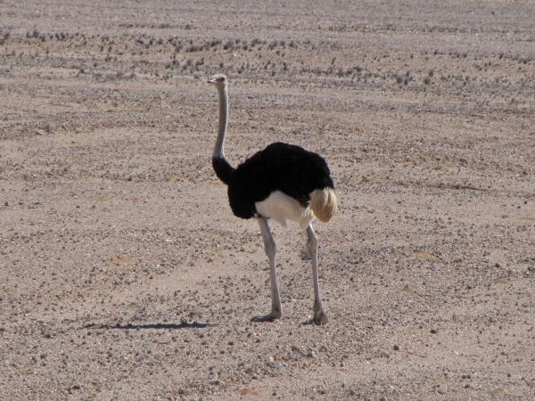 Struthio camelus australis
South African Ostrich (Eng) Struisvogel (Ned) Volstruis (Afr) - Adult male
Trefwoorden: Bird;Struthioniformes;Struthionidae