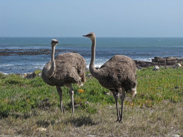 Struthio camelus australis
South African Ostrich (Eng) Struisvogel (Ned) Volstruis (Afr) - females
Trefwoorden: Bird;Struthioniformes;Struthionidae