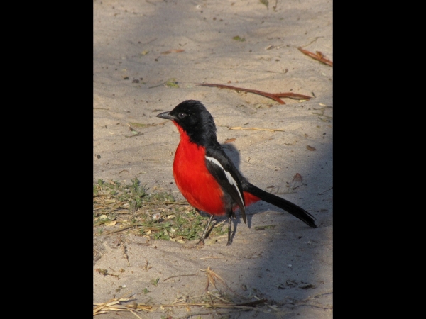 Laniarius atrococcineus
Crimson-breasted Shrike (Eng) Burchells Fiskaal (Ned) Rooiborslaksman (Afr)
Trefwoorden: Bird;Passeriformes;Malaconotidae