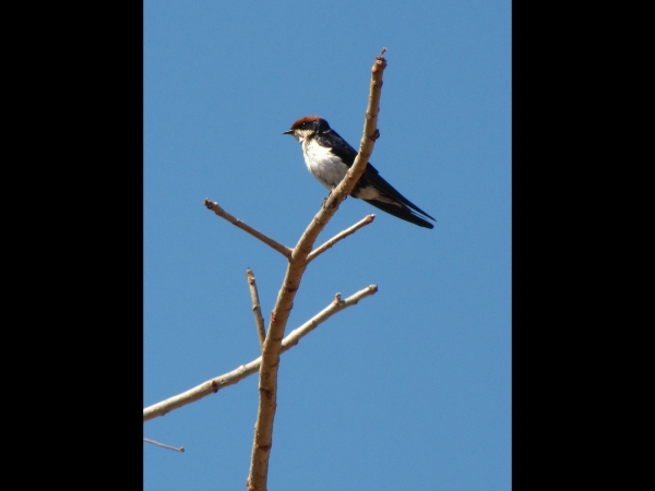 Hirundo smithii smithii
Wire-tailed Swallow (Eng) Roodkruinzwaluw (Ned) Draadstertswael (Afr)
Trefwoorden: Bird;Passeriformes;Hirundinidae