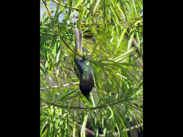 Pycnonotus barbatus
Common Bulbul (Eng) Grauwe Buulbuul (Ned) Swartoogtiptol (Afr) - hanging upside down
Trefwoorden: Bird;Passeriformes;Pycnonotidae