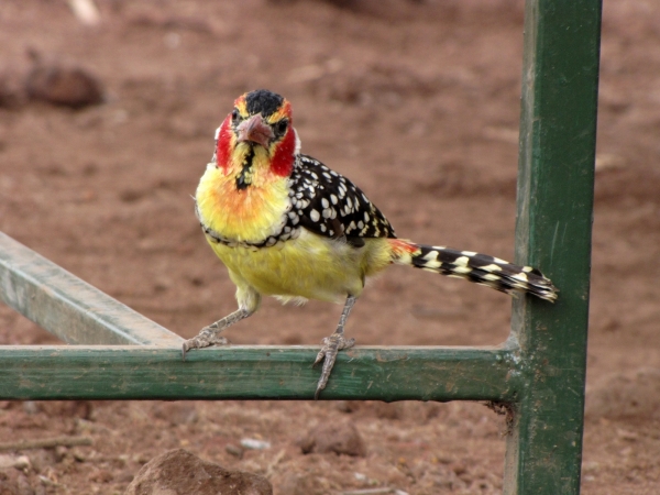Trachyphonus erythrocephalus
Red-and-yellow Barbet (Eng) Vuurkopbaardvogel (Ned) - Male
Trefwoorden: Bird;Piciformes;Lybiidae
