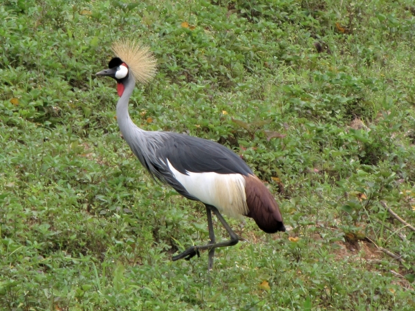 Balearica regulorum
Grey Crowned Crane (Eng) Grijze Kroonkraan (Ned) Mahem (Afr)
Trefwoorden: Bird;Gruiformes;Gruidae