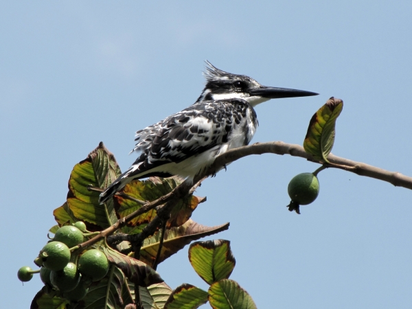 Ceryle rudis
Pied Kingfisher (Eng) Bonte IJsvogel (Ned) Bontvisvanger (Afr) - Male
Keywords: Bird;Coraciiformes;Alcedinidae