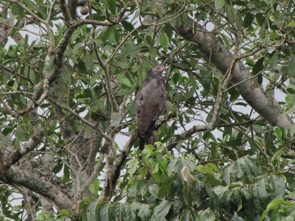 Polyboroides typus
African Harrier-hawk (Eng) Kaalkopkiekendief (Ned) Kaalwangvalk (Afr)
Keywords: Bird;Accipitriformes;Accipitridae