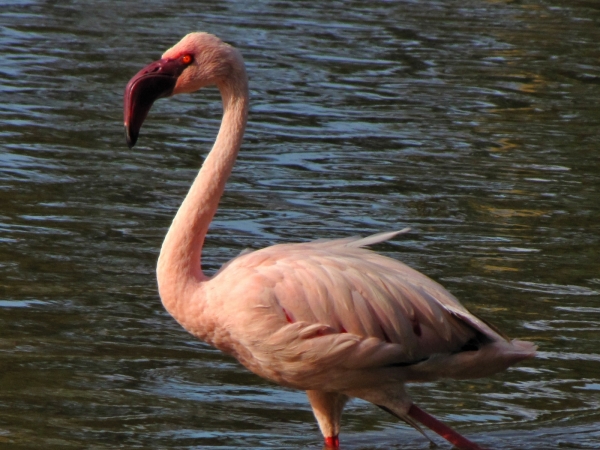 Phoenicopterus roseus
Greater Flamingo (Eng) Flamingo (Ned) Grootflamink (Afr)
Trefwoorden: Bird;Phoenicopteriformes;Phoenicopteridae