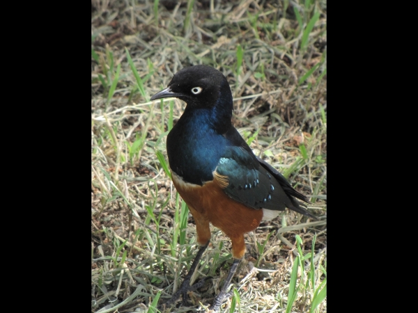 Lamprotornis superbus
Superb Starling (Eng) Driekleurige Glansspreeuw (Ned) 
Trefwoorden: Bird;Passeriformes;Sturnidae
