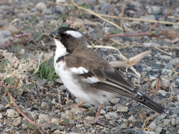 Plocepasser mahali
White-browed Sparrow-weaver (Eng) Mahali-wever (Ned) Koringvoël (Afr) 
Trefwoorden: Bird;Passeriformes;Passeridae