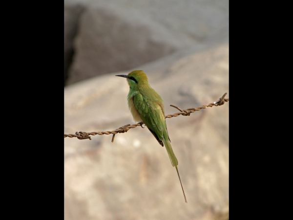Merops orientalis
Green Bee-eater (Eng) Kleine Groene Bijeneter (Ned) 
Trefwoorden: Bird;Coraciiformes;Meropidae