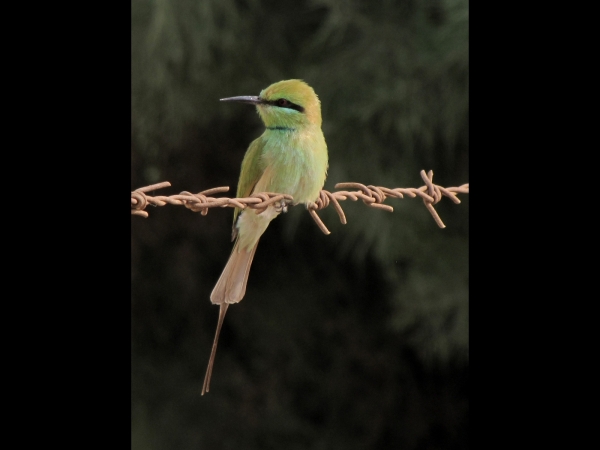 Merops orientalis
Green Bee-eater (Eng) Kleine Groene Bijeneter (Ned) 
Trefwoorden: Bird;Coraciiformes;Meropidae