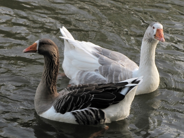 Anser anser domesticus
Domestic Goose (Eng) Huisgans (Ned) Hausgans (Ger)
Trefwoorden: Bird;Anseriformes;Anatidae