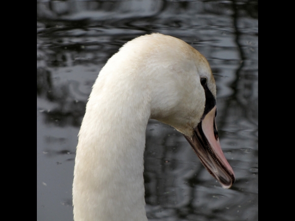 Cygnus olor
Mute Swan (Eng) Knobbelzwaan (Ned) Höckerschwan (Ger) - Female
Trefwoorden: Bird;Anseriformes;Anatidae