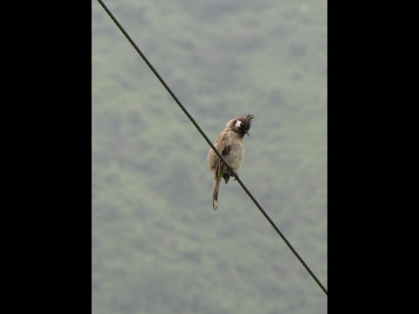 Pycnonotus leucogenys
Himalayan Bulbul (Eng) Witwangbuulbuul (Ned) तार्के जुरेली (Nep) 
Trefwoorden: Bird;Passeriformes;Pycnonotidae
