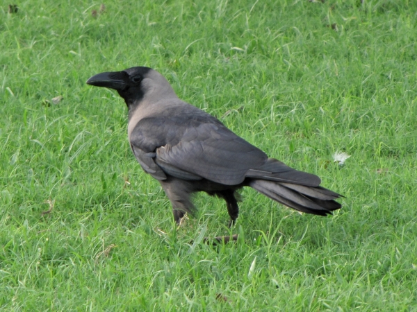 Corvus splendens
House Crow (Eng) Huiskraai (Ned) 
Trefwoorden: Bird;Passeriformes;Corvidae