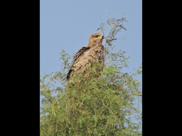 Aquila; A. rapax
Tawny Eagle (Eng) Savannearend (Ned) 
Keywords: Bird;Accipitriformes;Accipitridae