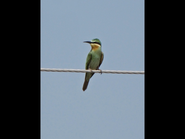Merops; M. philippinus
Blue-tailed Bee-eater (Eng) Blauwstaartbijeneter (Ned) 
Trefwoorden: Bird;Coraciiformes;Meropidae
