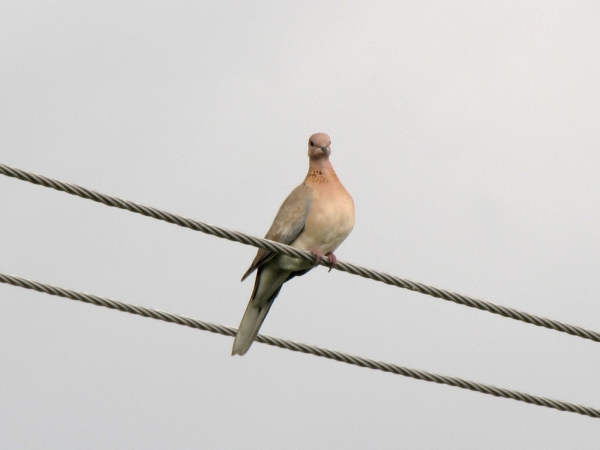 Streptopelia senegalensis
Laughing Dove (Eng) Palmtortel (Ned) 
Trefwoorden: Bird;Columbiformes;Columbidae