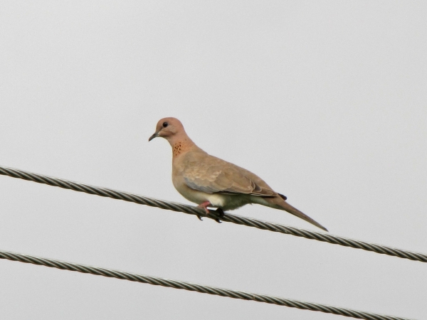 Streptopelia senegalensis
Laughing Dove (Eng) Palmtortel (Ned) 
Trefwoorden: Bird;Columbiformes;Columbidae