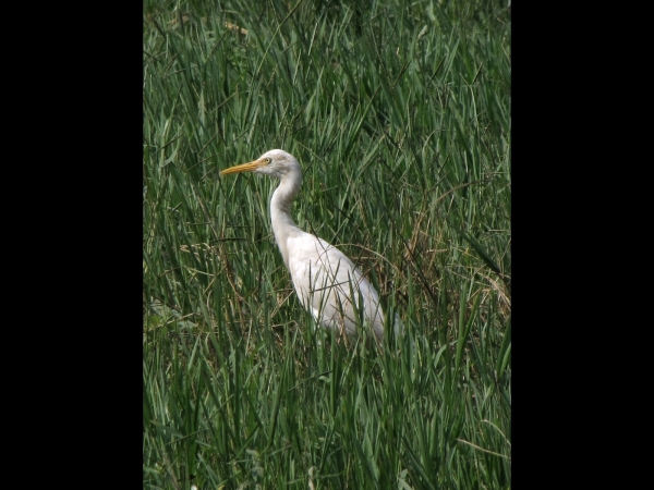 Bubulcus ibis
Cattle Egret (Eng) Koereiger (Ned)
Trefwoorden: Bird;Pelecaniformes;Ardeidae