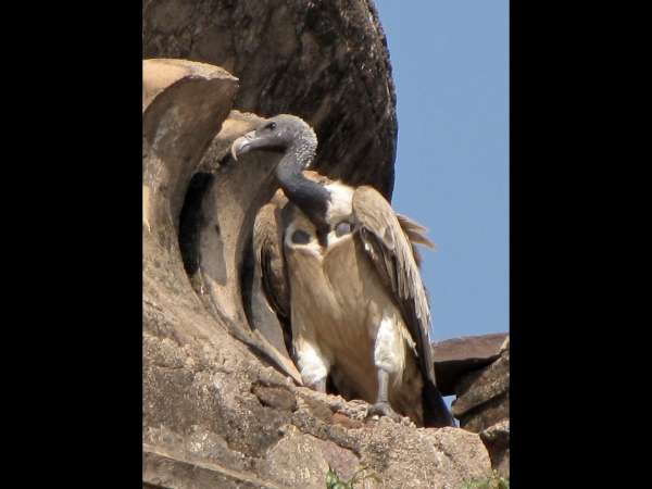 Gyps indicus
Indian Vulture (Eng) Indische Gier (Ned) भारतीय गिद्ध (Hin)
Keywords: Bird;Accipitriformes;Accipitridae
