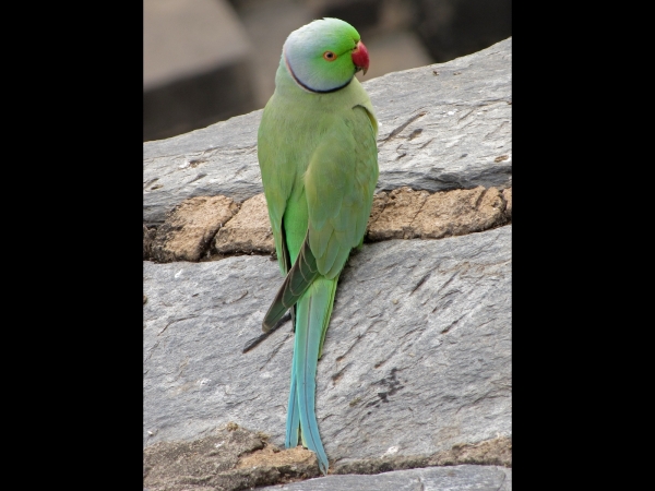 Psittacula krameri
Rose-ringed Parakeet (Eng) Halsbandparkiet (Ned) - Male
Trefwoorden: Bird;Psittaciformes;Psittaculidae