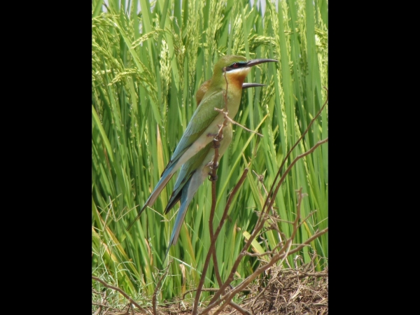 Merops philippinus
Blue-tailed Bee-eater (Eng) Blauwstaartbijeneter (Ned) 
Trefwoorden: Bird;Coraciiformes;Meropidae